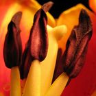 Tulpe