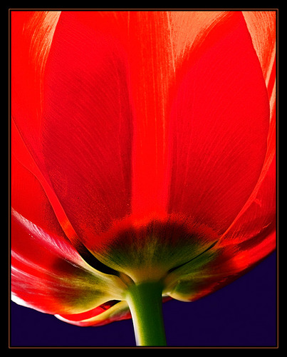 tulpe