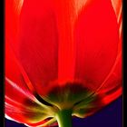 tulpe