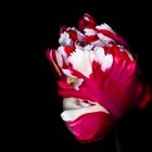 Tulpe