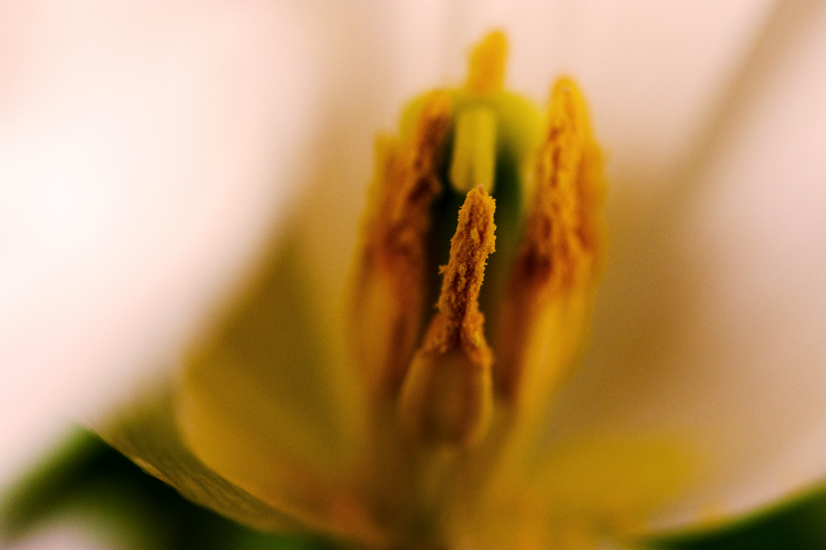 Tulpe