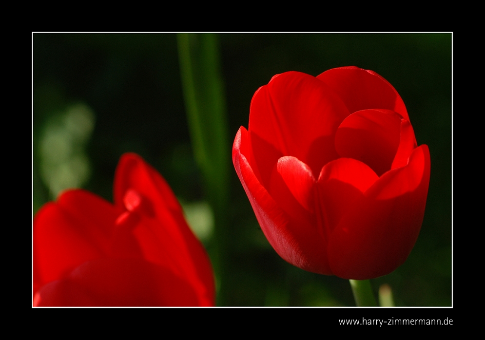 Tulpe