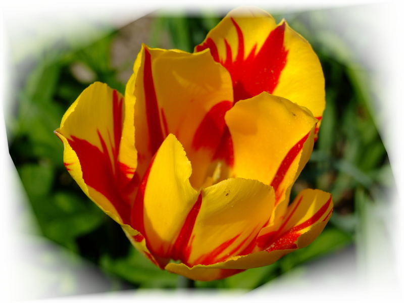 Tulpe