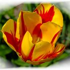 Tulpe