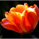 Tulpe