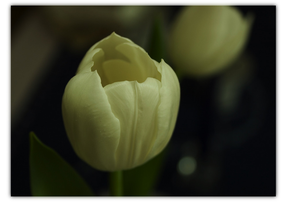 Tulpe