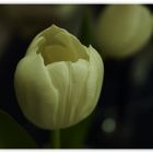 Tulpe