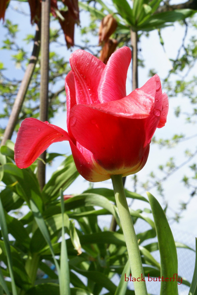 Tulpe