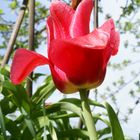 Tulpe