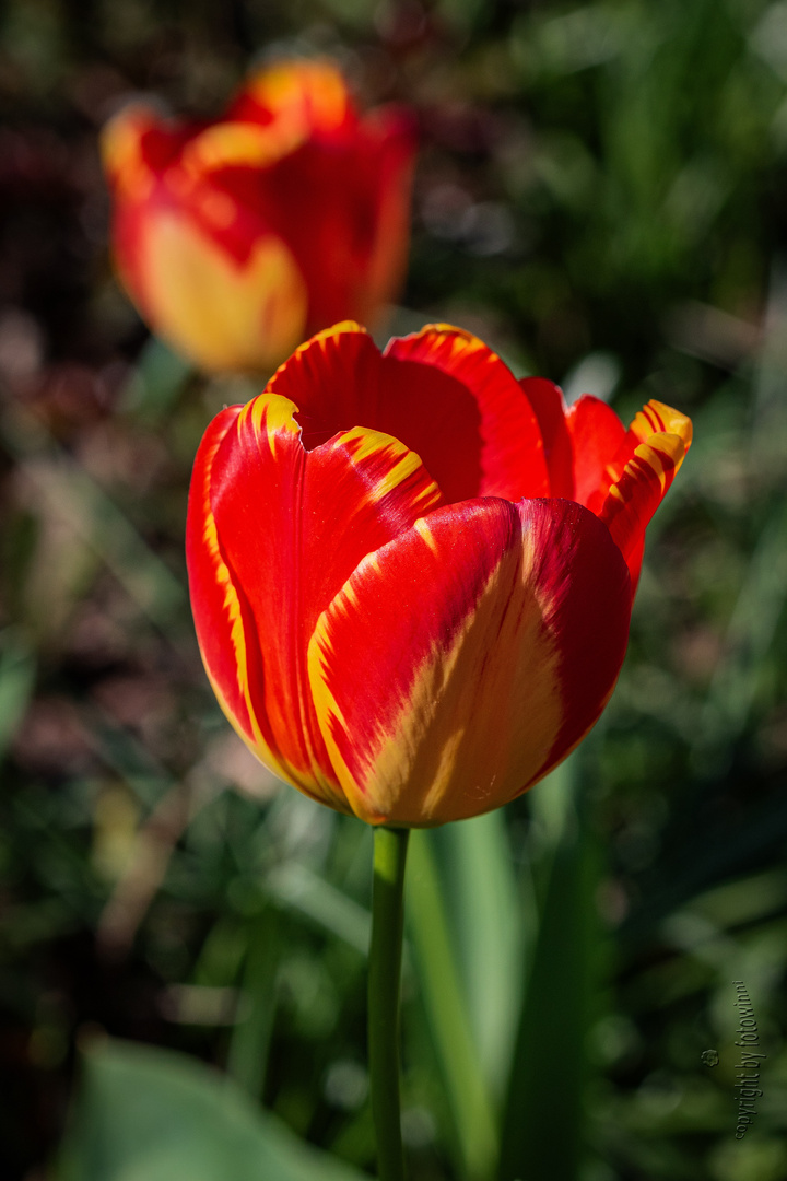 Tulpe