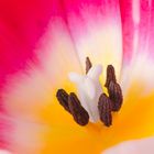 Tulpe