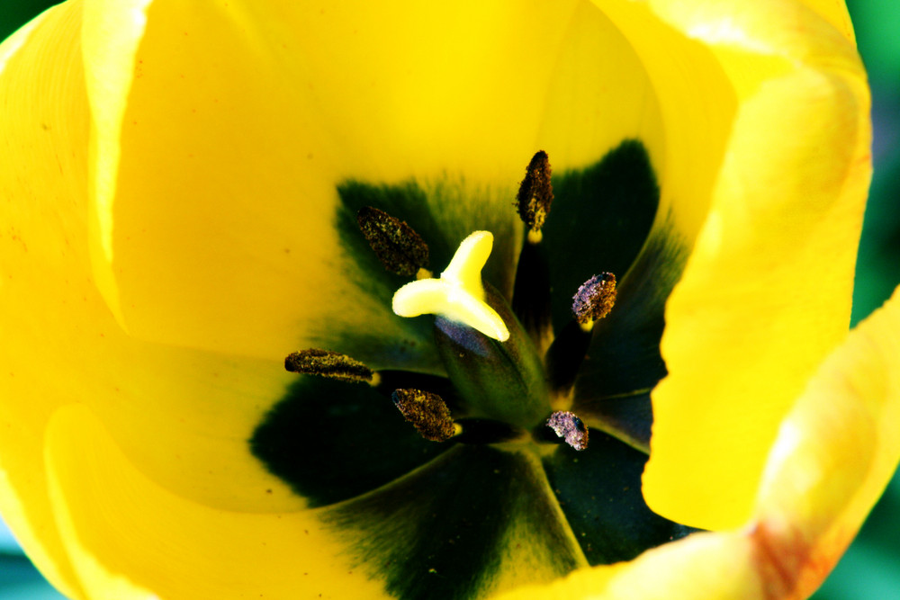 Tulpe