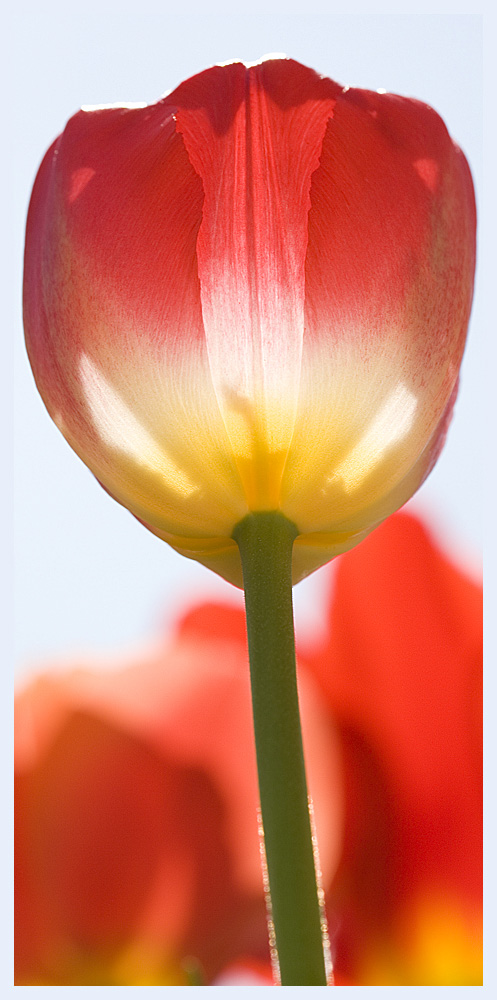 ...tulpe