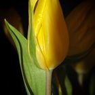 Tulpe.