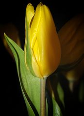 Tulpe.