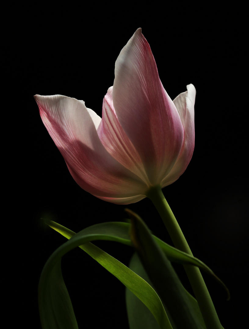 Tulpe