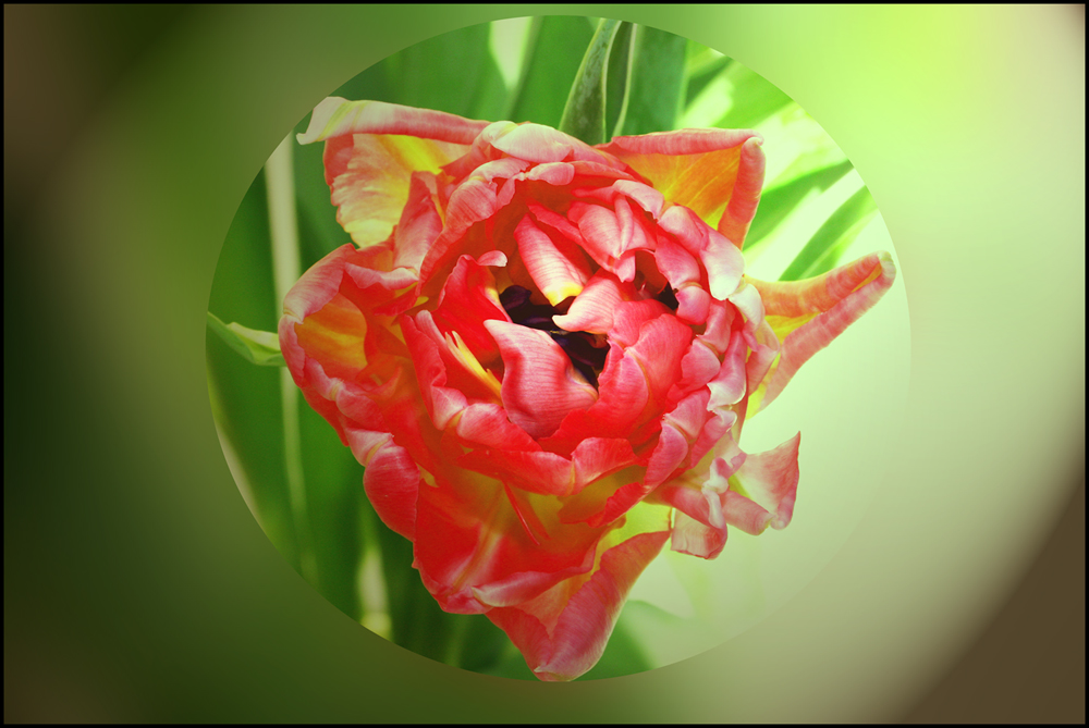 Tulpe