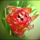 Tulpe