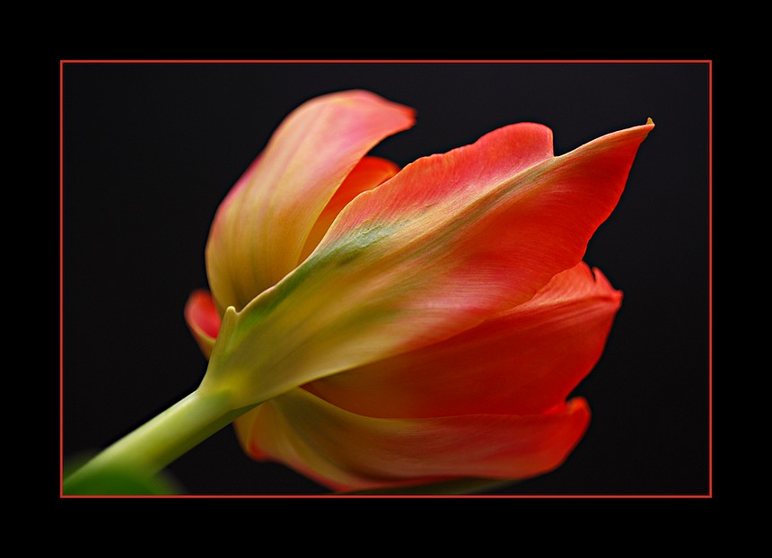 Tulpe