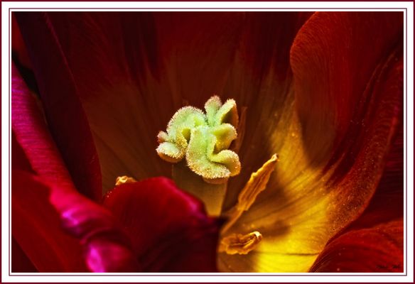 Tulpe