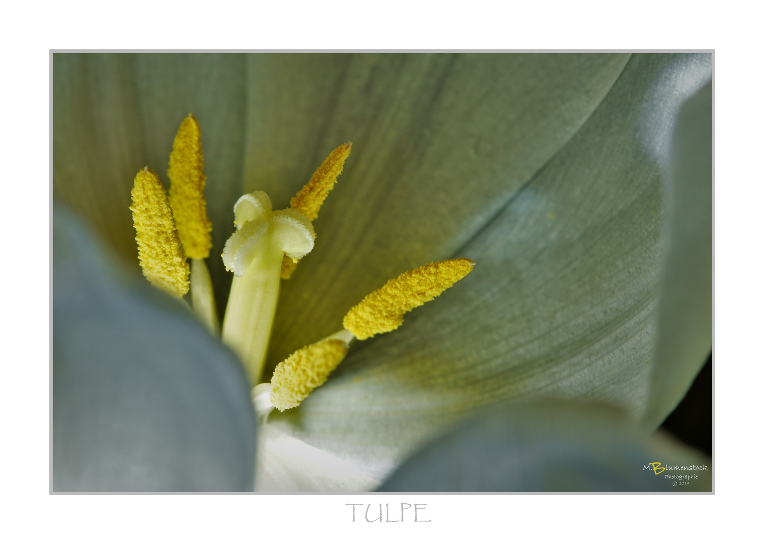 TULPE