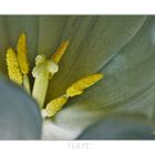 TULPE