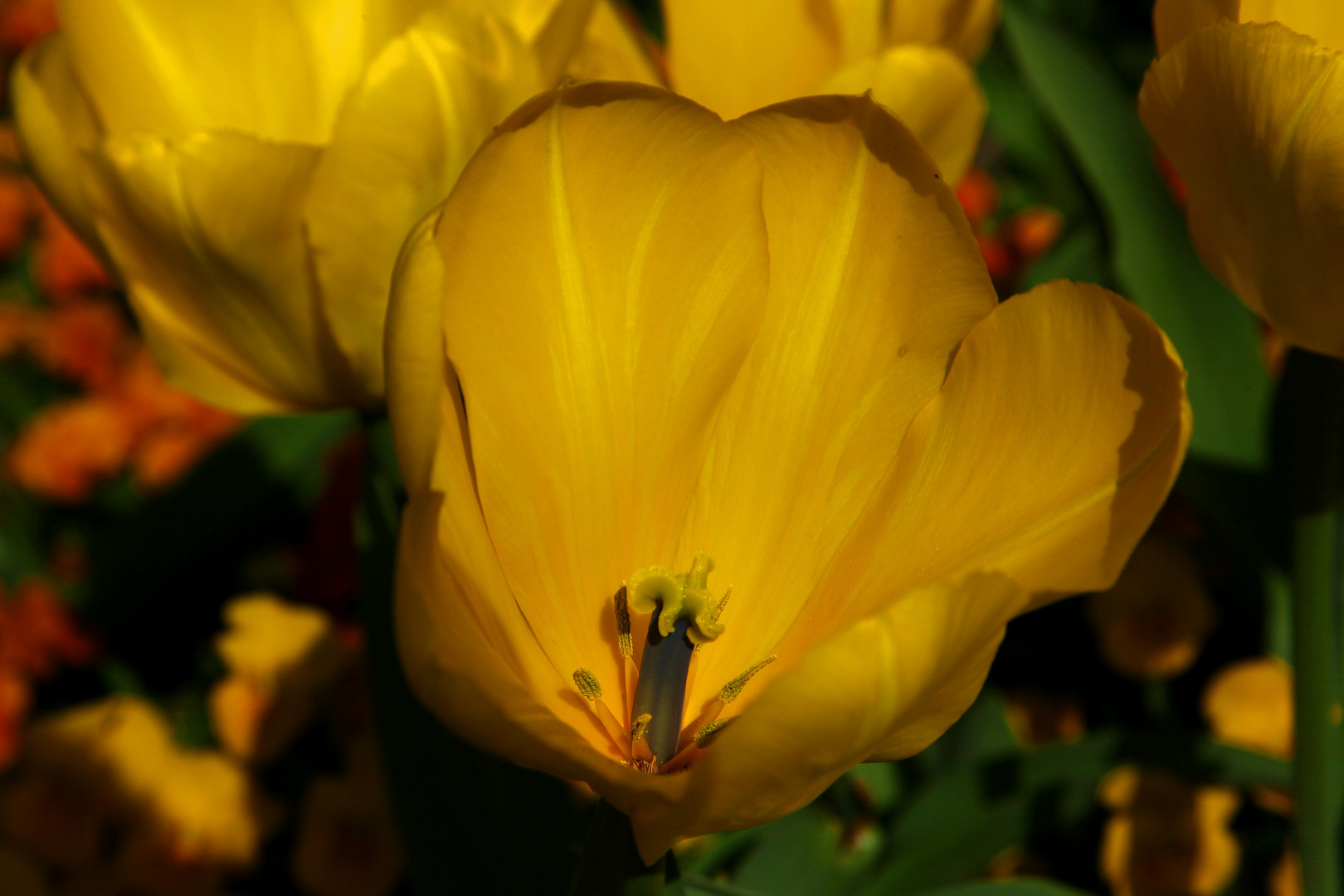 Tulpe