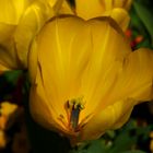 Tulpe