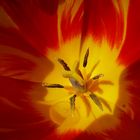 Tulpe