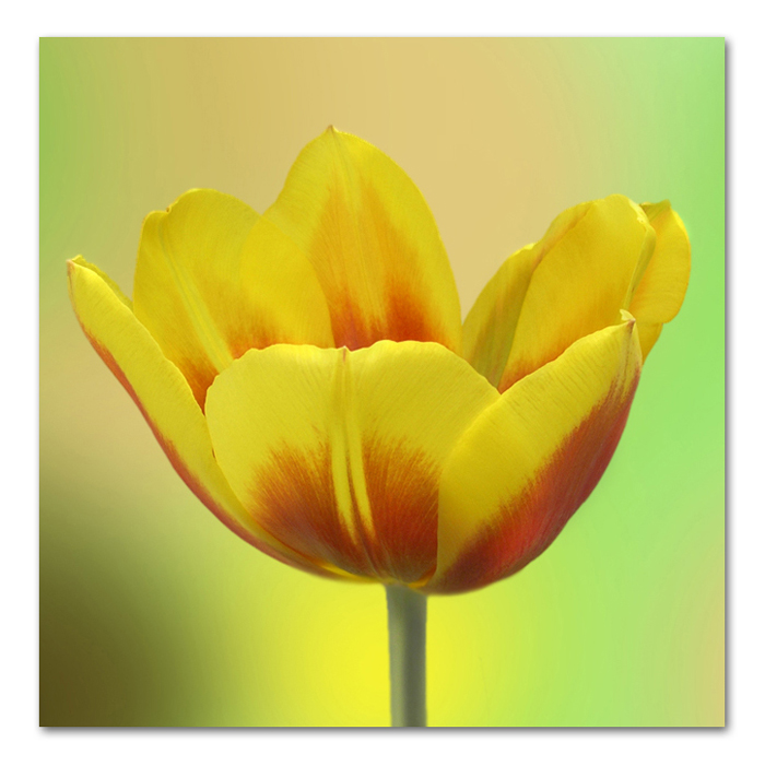 Tulpe