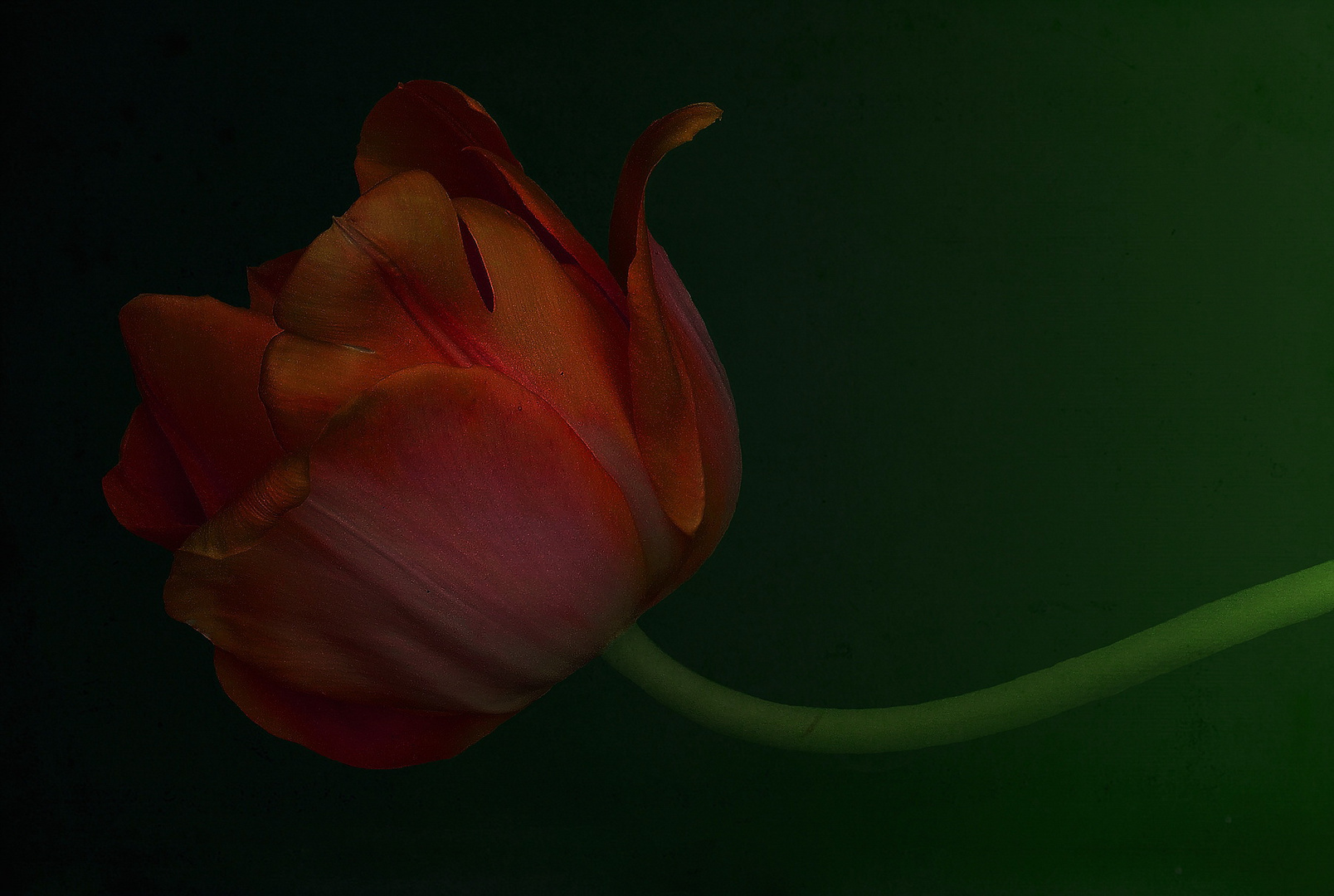 Tulpe