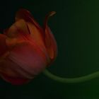 Tulpe