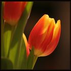 Tulpe