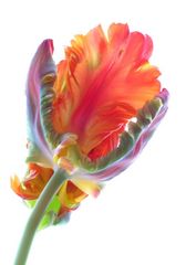 tulpe