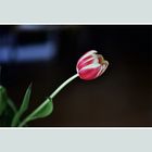 Tulpe