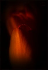 Tulpe (7)