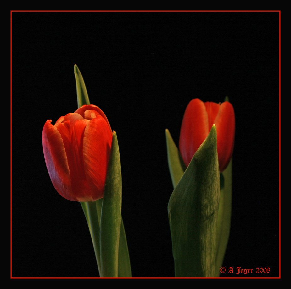 Tulpe 7