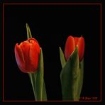 Tulpe 7