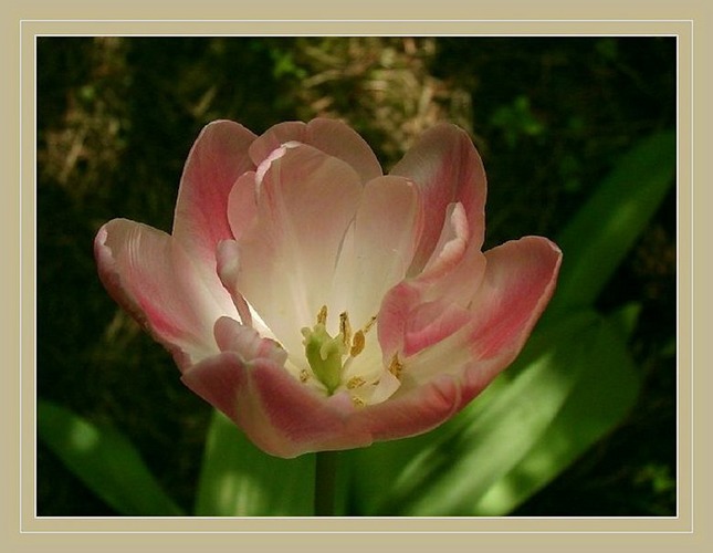 Tulpe