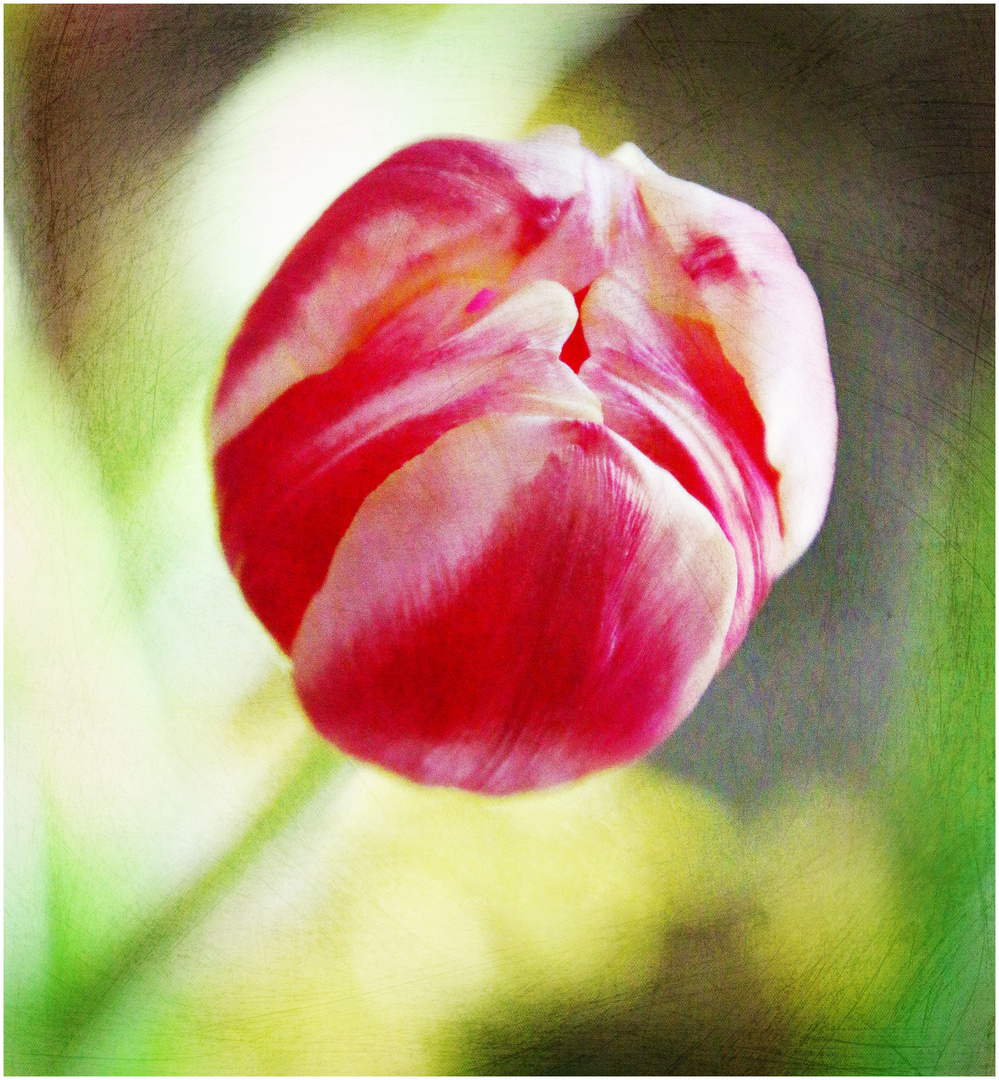 Tulpe