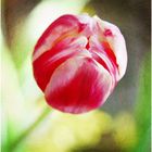 Tulpe