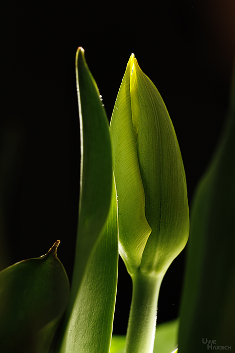 Tulpe