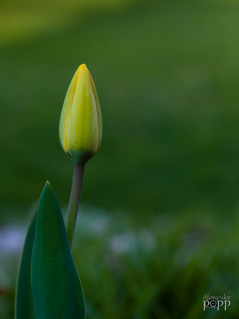 Tulpe