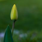 Tulpe