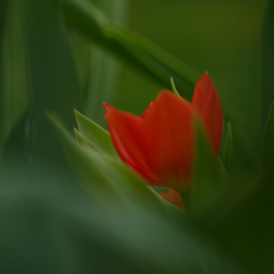 Tulpe