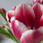 Tulpe