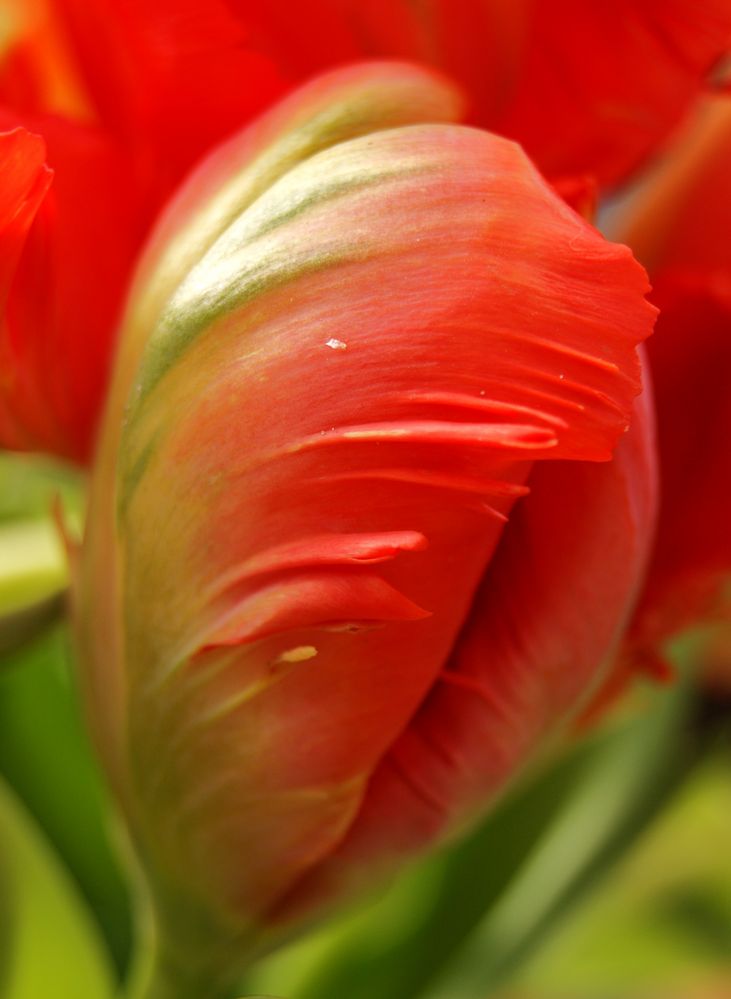 Tulpe