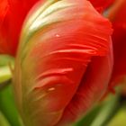 Tulpe