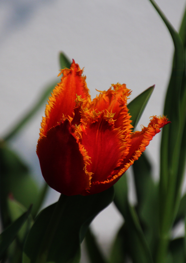 Tulpe