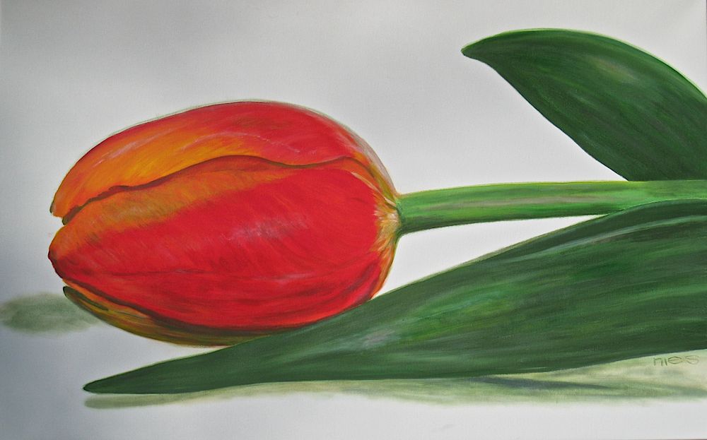 Tulpe 73 x 116 cm